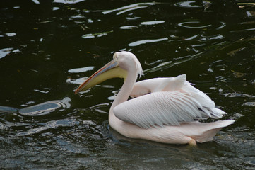 Great or eastern or rosy white Pelican ( Pelecanus onocrotalus ) in South Africa swimming in a lake with a green background
