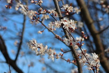 Beautiful flowers in blossom in a blue sky day