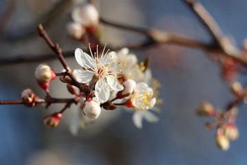 Flowers in blossom in a tree during spring