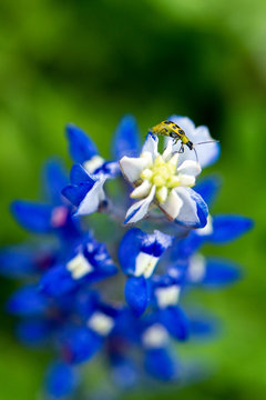 Close up bluebonnet with yellow ladybug climbing on the top