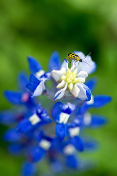Close up bluebonnet with yellow ladybug climbing on the top