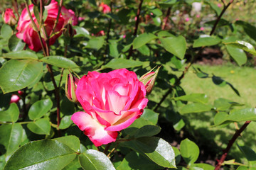 Pink rose in garden