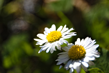 white daisy flower