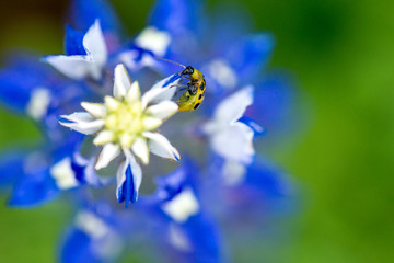 Close up bluebonnet with yellow ladybug climbing on the top