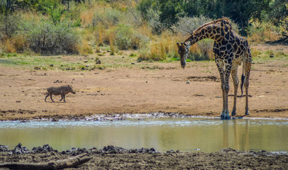 Fototapeta na wymiar South African giraffe or Cape giraffe (Giraffa Camelopardalis giraffa) drinking water in Kruger national park