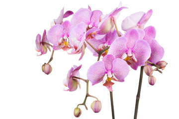 Fototapeta na wymiar Branch of pink phalaenopsis or Moth orchid from isolated on white background