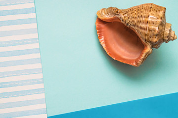 Rapana on the combined  striped and blue  background. Minimal summer flat lay concept.Copy space for mock up