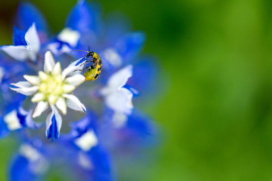 Close up bluebonnet with yellow ladybug climbing on the top