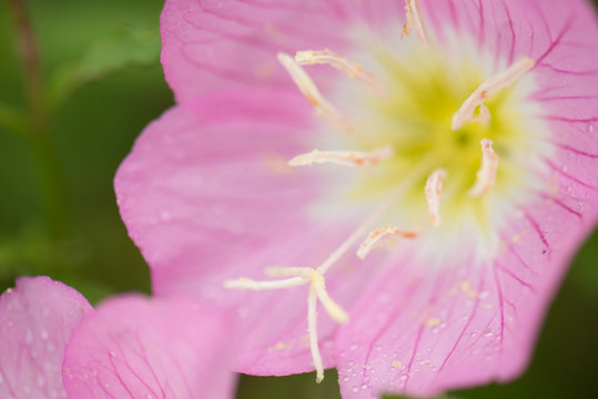 Pink Flowers close up with stamen close up and the pink flowers looking like poppies