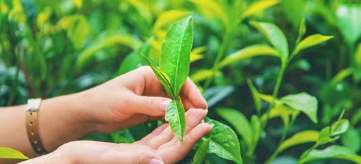 Tea growing on tea plantations in Sri Lanka. Selective focus.