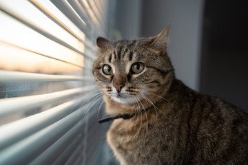 A brown tabby cat sits on a windowsill and looks in surprise at the camera. Sunset light. Self...