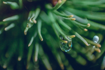 Fototapeta Małe drzewko iglaste po deszczu. obraz