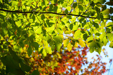 green, orange and  brown trees makes a nice background