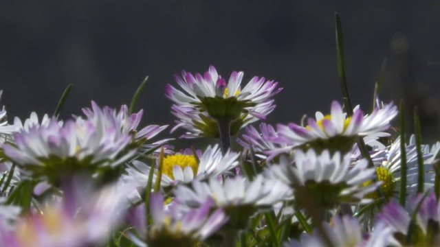 Prato di margherite a primavera