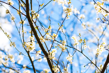 Spring apple cherry tree with white flowers, blue sky