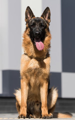 German shepherd dog sitting and looking at the camera
