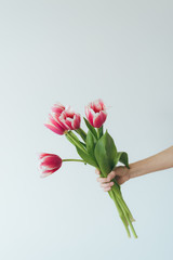 Bouquet of pink tulips in hand on a white background. Red tilips. White tulips. 