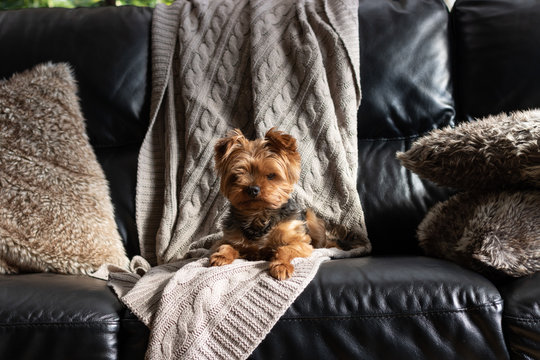 Perro pequeño Yorkshire terrier tumbado en una manta marrón encima de un sofá