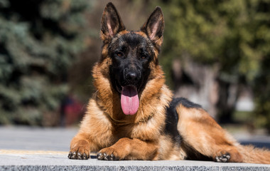 German shepherd dog lying and looking at the camera