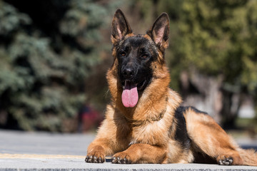 German shepherd dog in the city for a walk