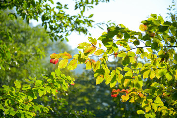 green, orange and  brown leafs makes a nice background