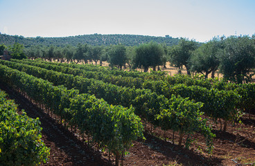 Fototapeta na wymiar Vineyards and olive trees, grapes and olives