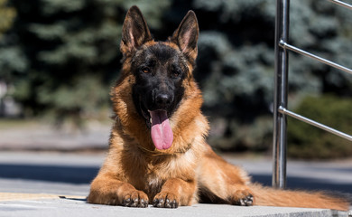 German shepherd dog in the city for a walk
