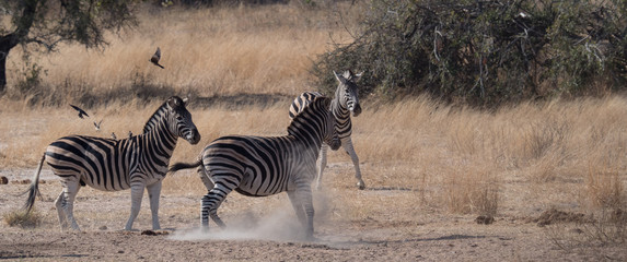 Fototapeta na wymiar Nice Zebras on savanna