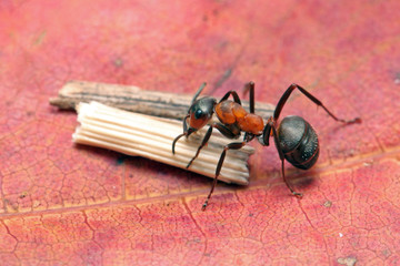 Ant on a fallen maple leaf next to small sticks. 
