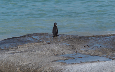 A lone peguin standing by the beach