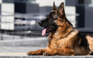 portrait german shepherd dog looking sideways