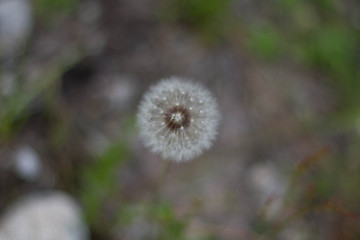 dandelion puff ball