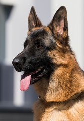 German shepherd dog in the city