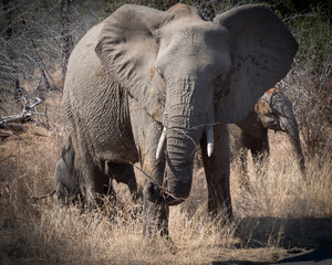 A elephant family in the African savannah © graceanna