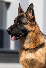 dog with tongue looks sideways German shepherd