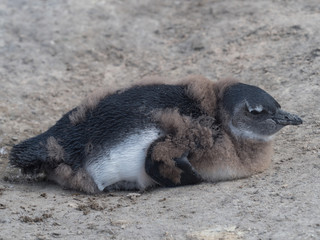 Offsping penguin waiting for food from mother