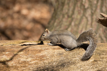 Eastern gray  squirrel in city park