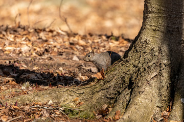 Eastern gray  squirrel in city park