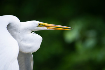 Great Egret in Flight over marsh