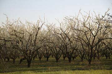 Fototapeta na wymiar Mirabelle plum trees orchard white flowers