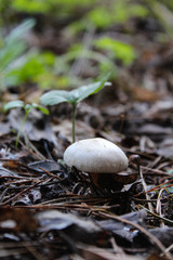 Little mushroom in the forest