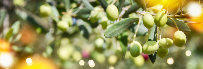 Nature background with olives