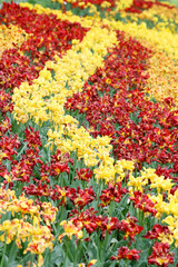 Carpet of flowers. Yellow and red tulips in the park.
