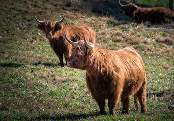 Scottish Highland Cattle