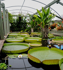 Small lake of lotus in glass house