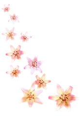 Flower composition of pink lilies isolated on white background