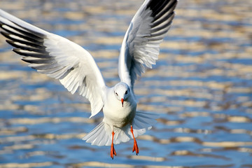 Seagull on a background of wavy water.