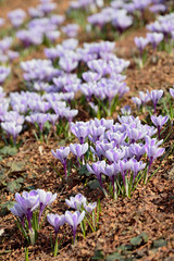Group of lilac crocuses in the sun