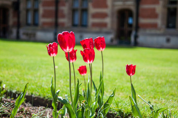 tulips in the garden