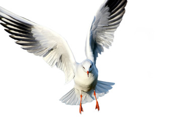 Seagull on white background.
